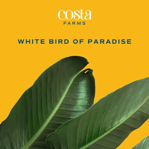 Miniatura 3 de Costa Farms White Bird of Paradise - Planta de interior viva, Strelitzia nicolai, planta tropical extra grande de 4 a 5 pies de alto, planta