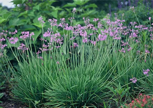 Miniatura 2 de Society Garlic 1 macetas de tamaño de cuarto de galón vivo Tulbaghia Violacea Plantas de cubierta vegetal con flores que atraen mariposas
