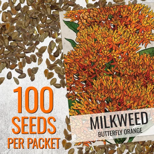 Miniatura 3 de Seed Needs Semillas de algodoncillo naranja para plantar malezas de mariposa, semillas de flores perennes sin tratar para cultivar un jardín