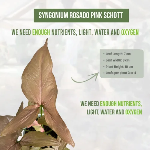 Miniatura 2 de Syngonium Rosado Schott (paquete de 2) por LEAL PLANTS ECUADOR Plantas de interior de orejas de elefante abigarradas raras Plantas vivas