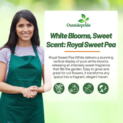 Miniatura 5 de Outsidepride Royal White Sweet Pea Seeds – 250 piezas anuales, fáciles de cultivar, semillas de vid para plantar flores fragantes de larga duración
