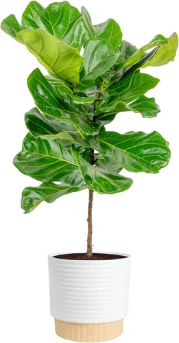 Costa Farms Árbol de higuera de hoja de violín, Ficus Lyrata vivo de 3 a 4 pies, purificador de aire, grande, fácil de mantener, planta de piso