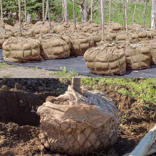 Miniatura 2 de Cubiertas de Arpillera Natural para Plantas Protección contra Heladas, Mantas de Arpillera de Invierno contra Heladas para Plantas de Árboles