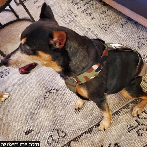 Miniatura 5 de Pañal para perro Camo on Brown, L, con agujero para la cola, fabricado en Estados Unidos