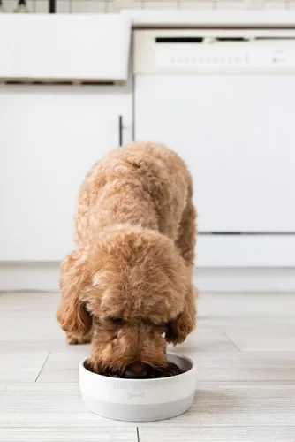 Miniatura 11 de Pearhead Ceramic Bone Appétit - Cuenco para perros, capacidad para 2 tazas, plato de gres para alimentos y agua, comedero para mascotas gris y Tazón