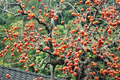 Miniatura 2 de TomorrowSeeds - Semillas de árbol de caqui japonés - Más de 10 unidades - para plantar Diospyros Kaki Fuyu Hachiya Asiático Chino Oriental Sharon