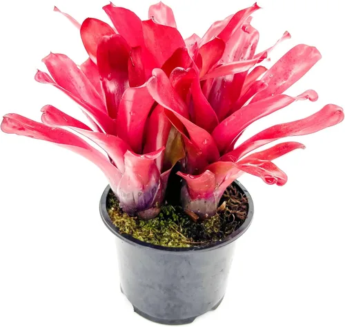 Miniatura 7 de ragnaroc Plantas Vivas – Bromelia Neoregelia Dragon, 8-12" en Maceta de 6" - 1ct - Llegada Viva Garantizada - Plantas de Casa para Decoración