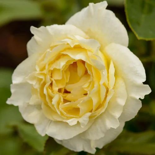 Miniatura 14 de Heirloom Roses Rose Bush - Easter Basket™ Planta amarilla viva para plantar al aire libre