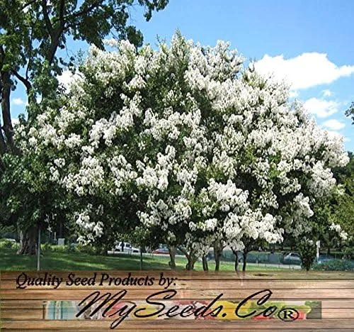 Miniatura 6 de Big Pack by MySeeds.Co