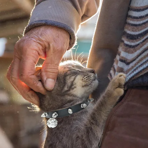 Miniatura 7 de BINGPET Collar de piel con clavos para gatos con campanas, collar de perro tachonado con hebilla, collares góticos suaves para gatitos con púas