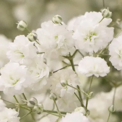 Miniatura 2 de 1,000 semillas de aliento de bebé para plantar: flores anuales fáciles de cultivar