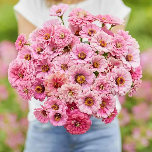 Miniatura 73 de Eden Brothers - Semillas de zinnia, cactus con flores, sin OMG, plantar en primavera, paquete, flores de bajo mantenimiento, zonas 3, 4, 5, 6, 7, 8