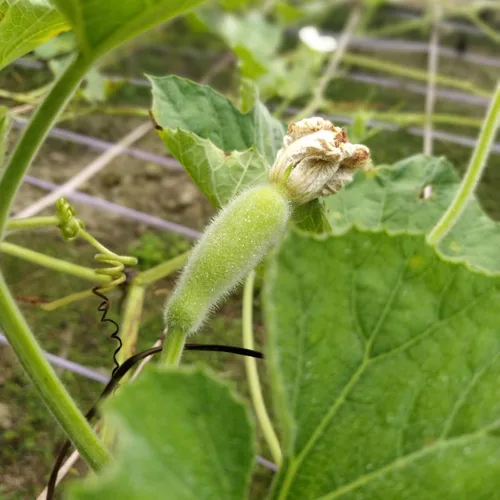 Miniatura 3 de 25 piezas de semillas de calabaza de botella larga india para plantar, semillas de vegetales sin OMG para el jardín del hogar, terraza, jardineras