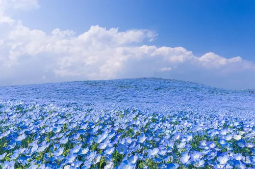 Miniatura 5 de TomorrowSeeds - Semillas Baby Blue Eyes - Más de 6000 unidades - para plantar Nemophila Menziesii 2026, flor azul cielo, cubierta de suelo japonesa