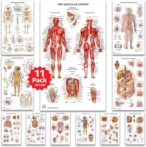 11 pósteres de anatomía humana - Carteles médicos, esqueléticos, masculinos femeninos, musculares, circulatorios, linfáticos, reproductivos,