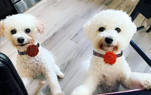 Miniatura 6 de Collar de perro de Halloween con flor desmontable, collar de calabaza de araña para mascotas pequeñas y cachorros