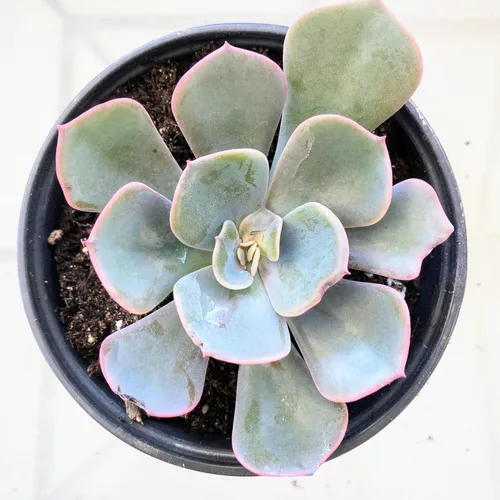 Miniatura 12 de Blissful Echeveria Alpen Glow 4" Pot Live Succulent Pink Purple Rosette Plant Easy 2 Grow, Perfect for Wedding, Party Favor and Succulent