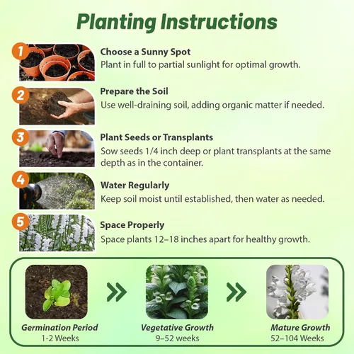 Miniatura 5 de Outsidepride Semillas de plantas obedientes – 1000 unidades. Semillas perennes, de bajo mantenimiento y fáciles de cultivar, semillas de flores