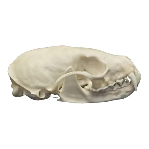 Miniatura 2 de Calavera de Marten Americana Real Una Calidad