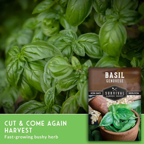 Miniatura 3 de 1 paquete de semillas de albahaca genovesa para plantar con instrucciones para cultivar deliciosas hierbas italianas en el huerto de tu hogar