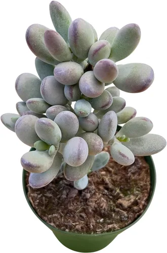 Miniatura 4 de Suculenta Bluebean de 4 pulgadas, Plantas Suculentas Vivas Totalmente Enraizadas en Macetas con Tierra, Plantas de Casa de Fácil Cuidado