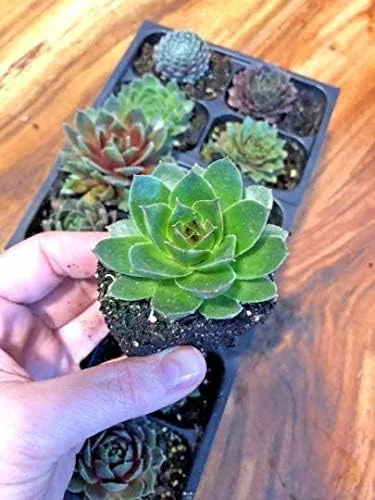 Miniatura 6 de Mini suculentas vivas para boda, recuerdo de ducha, plantas sempervivum, gallinas, pollitos resistentes para jardín de hadas, 12 paquetes