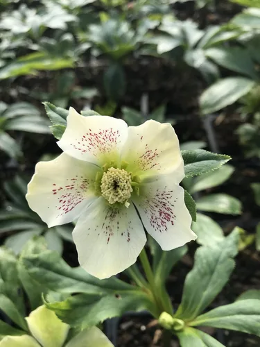 Miniatura 2 de 3 contenedores de rosa de cuaresma/heleboros mixtos en macetas de 6,35 cm - ¡Ideal para la plantación de otoño!