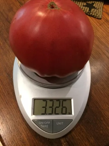 Big Zac World Record - Semillas de tomate de primera calidad para plantar paquetes
