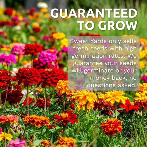 Miniatura 11 de Cosmos Seeds Mezcla de flores silvestres, paquete a granel de 1 onza, más de 5,000 semillas, especies mixtas de rosa, amarillo, naranja, rojo