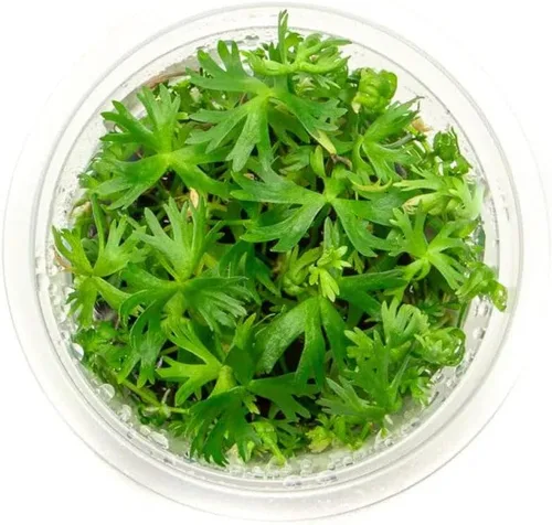 Miniatura 52 de Planta viva SubstrateSource - Hierba enana Eleocharis Belem cultivada en tejidos acuáticos para acuario - 100% libre de caracoles en copa in vitro