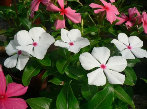 Miniatura 5 de Semillas Bígaro Madagascar Mix - Vinca - Flores perennes para plantar - Sin OMG