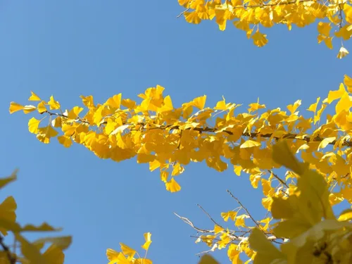 Miniatura 6 de Planta de plántulas de Ginkgo Biloba, 2 años, árbol más antiguo del mundo. Hoja dividida. Raíces envueltas.