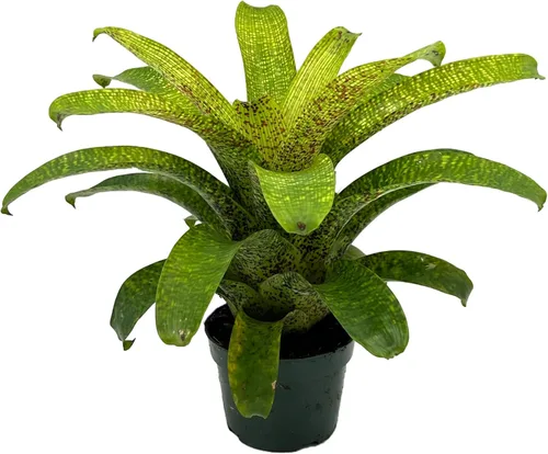 Miniatura 11 de ragnaroc Plantas vivas – Bromelia Billbergia Casa Blanca, 8-12" en maceta de 4" - 1 unidad - Llegada viva garantizada - Plantas