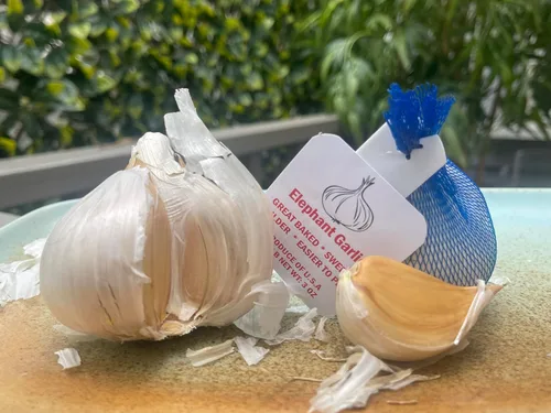 Miniatura 4 de Ajo de elefante. Cultivado en California. 2 bulbos enormes. Delicioso sabor más suave y suave. Ideal para cocinar, comer y plantar. Grandes