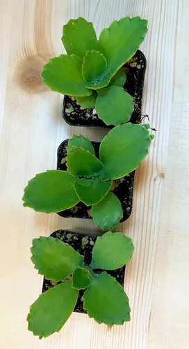 Miniatura 3 de Kalanchoe Diagremontiana - 3 sombreros mexicanos para madre de miles, planta suculenta viva en maceta de 2 pulgadas con tierra totalmente enraizada.