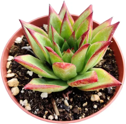 Miniatura 3 de Plantas de cactus suculentas vivas de USKC (maceta de 4 pulgadas) (Echeveria agavoides Lip Stick)