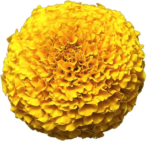 Miniatura 10 de Park Seed Whopper - Semillas de flores de caléndula amarilla, flores gigantes de 4 pulgadas totalmente dobles, tolerantes a la botrytis y Amarillo
