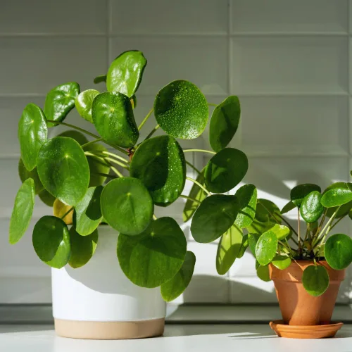 Miniatura 2 de 3 plantas de Árbol del Dinero vivas, Plantas vivas de Pilea Peperomioides, de 12 a 18 cm de altura, Plantas vivas de Pilea Peperomioides