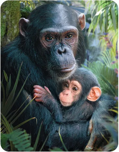 Miniatura 9 de 3D LiveLife Imán - A Love So Grand de Deluxebase. Imán lenticular para refrigerador de animales salvajes. Imanes planos decorativos 3D Gorilla.