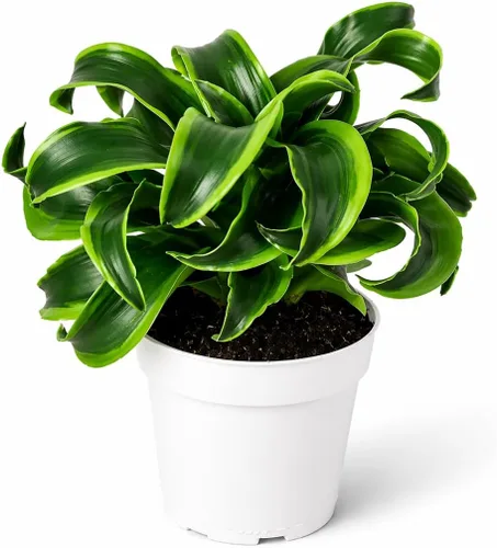 Miniatura 34 de Agloanema Garnet House Plant, Chinese Evergreen Live Plant for Indoor Spaces, Colorful Aglaonema Live Plant, Feng Shui Plants Live Houseplants for