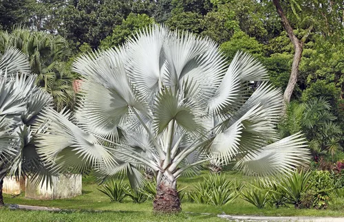 5 Silver Saw Palmetto Serenoa Repens American Dwarf Palm Tree Arbusto de fruta comestible Semillas de sol o sombra