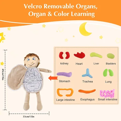 Miniatura 6 de vocheer Juguete de anatomía del cuerpo humano, juguetes de peluche de órgano educativo Montessori preescolar para niños, kits de aprendizaje