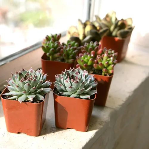 Miniatura 7 de Paquete de plantas suculentas vivas (paquete de 6), plantas suculentas reales y mini plantas para principiantes, plantas de casa vivas, mini