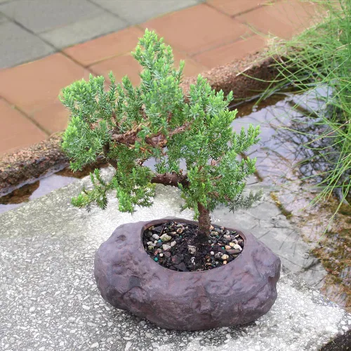 Miniatura 6 de Brussel's Bonsai - Árbol bonsai de enebro montículo verde, para exterior, mediano, 5 años, de 15 a 25 cm de altura, incluye maceta de roca