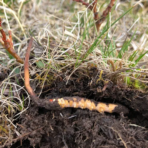 Miniatura 3 de 0.35 oz Cordyceps Sinensis del Himalaya salvaje hongo oruga china Dong Chong Xia Cao Cordyceps Sinensis Wild Cordyceps.