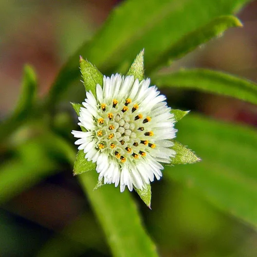 Eclipta (Eclipta alba) - Paquete de 10 Semillas