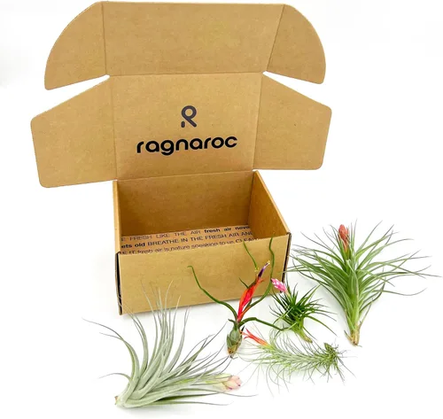 ragnaroc Air Plants - Caja de Regalo Elsker - Grande 4" - 5ct - Llegada Viva Garantizada - Plantas de interior para decoración del hogar y regalo