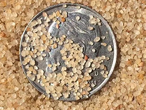 Miniatura 2 de Jurassic Sands Arena dorada Cambrian Beach Play Sand - Arena arenera de 23.5 libras
