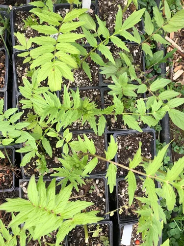 Miniatura 4 de Smoke Camp Crafts Planta de hierba de valeriana orgánica (Valeriana officinalis) Planta viva en maceta de 2.5 pulgadas, cura, heliotropo de jardín