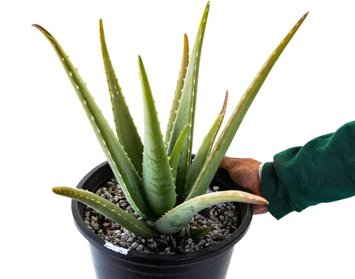 Miniatura 2 de Cactus Outlet Planta de aloe vera – Planta viva de interior y exterior – Planta de casa de aloe saludable – Barbadensis – Planta viva lista